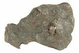 Canyon Diablo Iron Meteorite ( g) - Arizona #270673-1